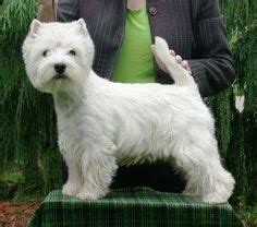 24 Westie haircuts ideas | westies, westie dogs, white terrier