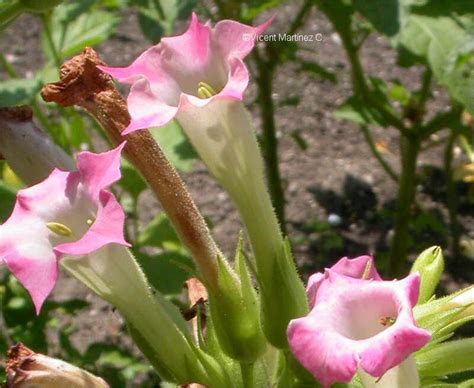 Alimentos ricos en ácidos grasos esenciales Botanical online