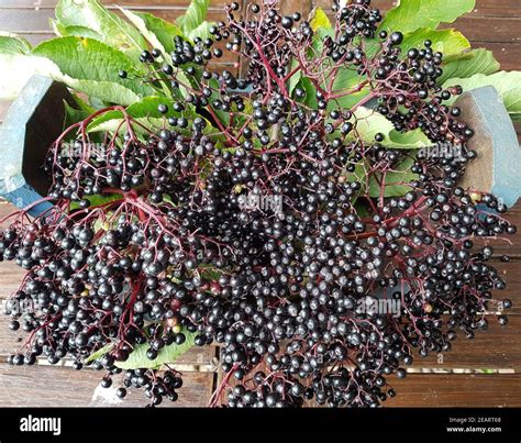 Holunderbeeren Sambucus Nigra Holunder Beeren Stock Photo Alamy