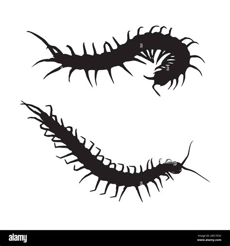 Centipede Silhouette Art Stock Vector Image And Art Alamy