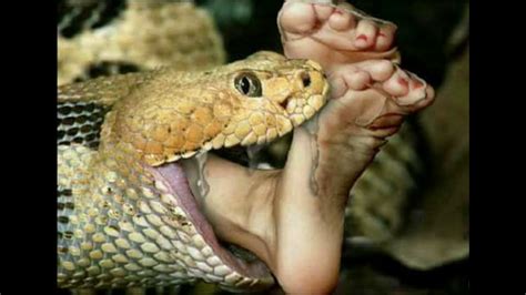 Anaconda Snake Swallowed A Girl Really Shocking Video Must Watch