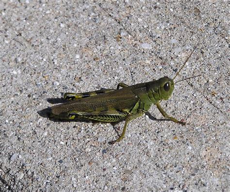 Grasshopper In My Yard Grasshopper Hanging In My Yard Flickr