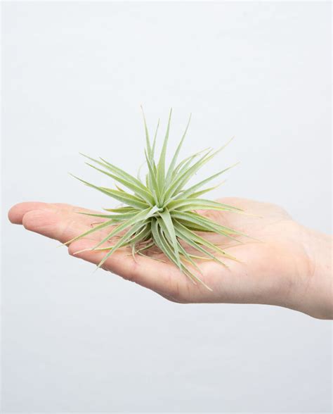 Tillandsia Plagiotropica Online Kaufen Farnwerk Design Lebt