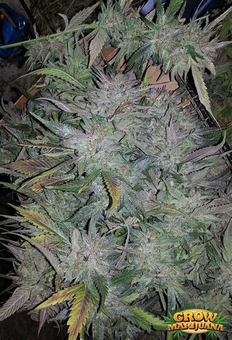 Bubba Kush Seeds - Strain Review | Grow-Marijuana.com