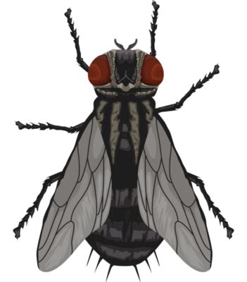Fly PNGs for Free Download