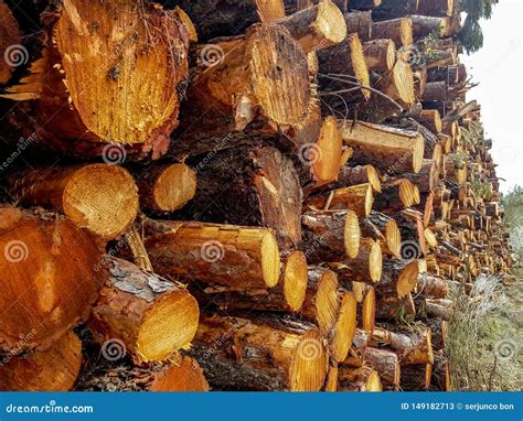 Dry Oak Firewood Stacked In A Pile Not Chopped Whole Wood For Winter