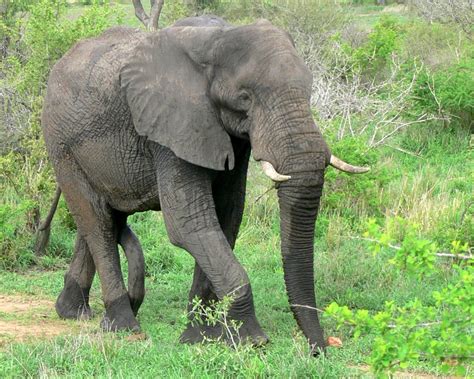 african elephant bull male  stock photo freeimagescom