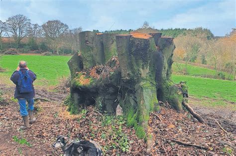 Villagers in shock after 100 ancient trees felled with no consultation ...