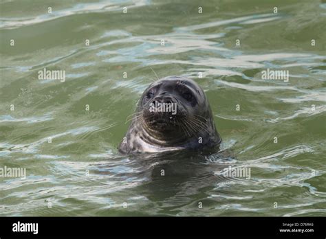 Seal At Cornish Seal Sanctuary In Gweek Cornwall Uk Stock Photo Alamy