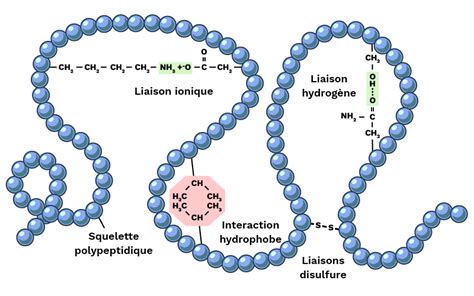 Les Interactions Prot Ine Prot Ine Labster