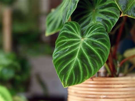 Are Philodendron Plants Toxic To Cats Waldos Friends