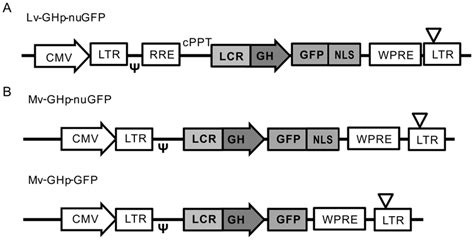 Schematic Illustration Of Lenti And Retro Viral Vectors A Structure