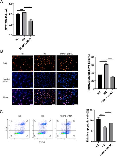 Foxp Sirna Improved Hg Induced Cell Proliferation In Huvecs A Mtt