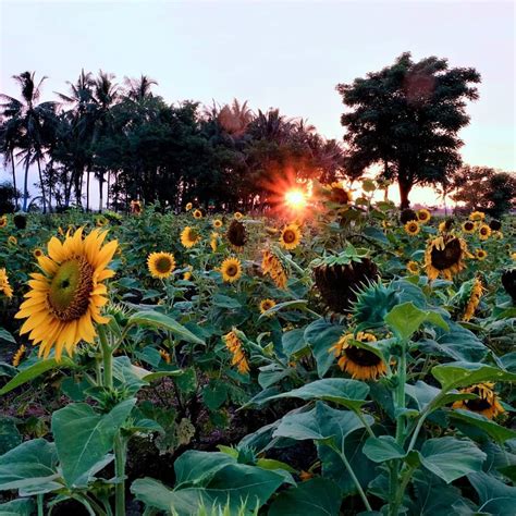 Keindahan Dan Kegiatan Menarik Di Kebun Bunga Matahari Tangerang