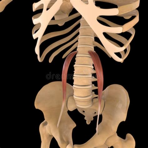 Teres Minor Muscle Anatomy For Medical Concept 3d Illustration Stock