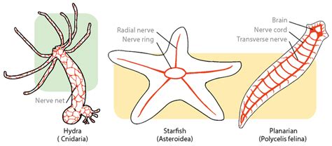 11.1: Invertebrate Characteristics - Biology LibreTexts