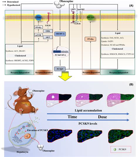 Pcsk Dysregulates Cholesterol Homeostasis And Triglyceride Metabolism