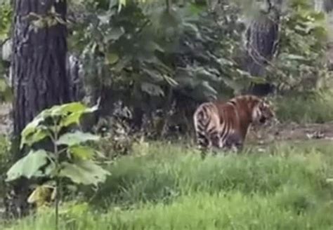 Un Enorme Tigre De Bengala Se Escapa De Sus Dueños Y Deambula Cerca De