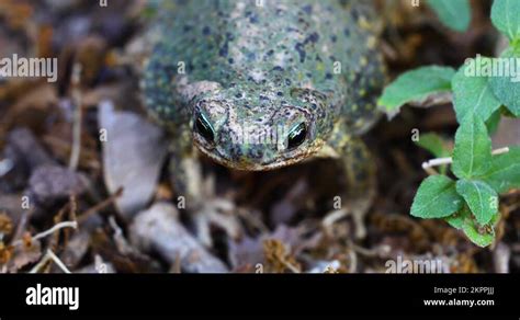 Toad species Stock Videos & Footage - HD and 4K Video Clips - Alamy