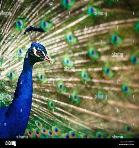 Splendid Peacock With Feathers Out Stock Photo Alamy