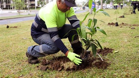 Alcaldía de Panamá inicia siembra de 1 000 plantones en la ciudad