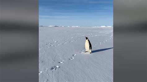 Antarctique Un Manchot Empereur Sentiche Dun Groupe De Scientifiques