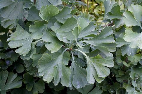 Of The Best Ginkgo Biloba Cultivars For Your Landscape