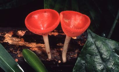 Fungi | Wet Tropics Management Authority