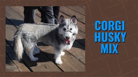 Corgi Husky Mix - Complete Horgi & Siberian Husky Guide - Petmoo