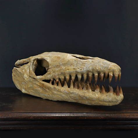 Cranio Fossile Mosasaurus