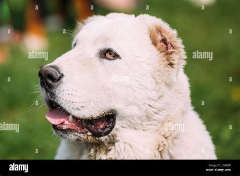 White Central Asian Shepherd Hi Res Stock Photography And Images Alamy