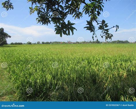 Agricultura Produtora De Alimentos Que Produz Arroz Imagem De Stock