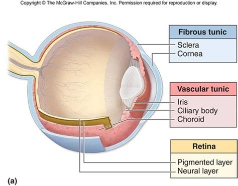 Pas 250 Anatomy And Physiology Of The Eye Flashcards Quizlet