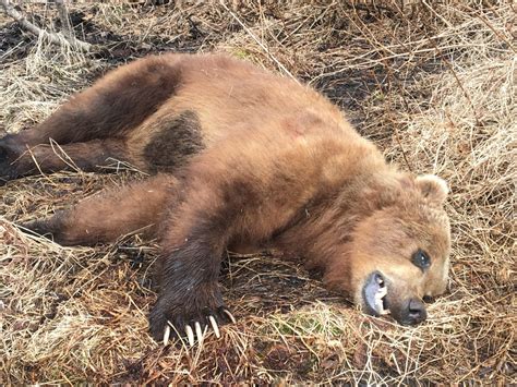 Kodiak Bear Hunts Hunt Alaska Outfitters