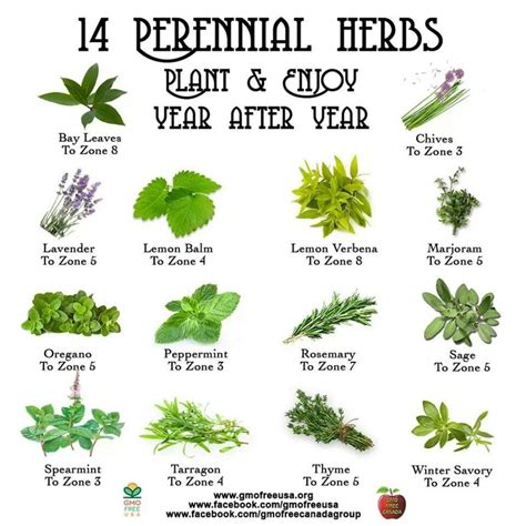 14 Perennial Herbs And Zones Gardenhomestead Pinterest The O