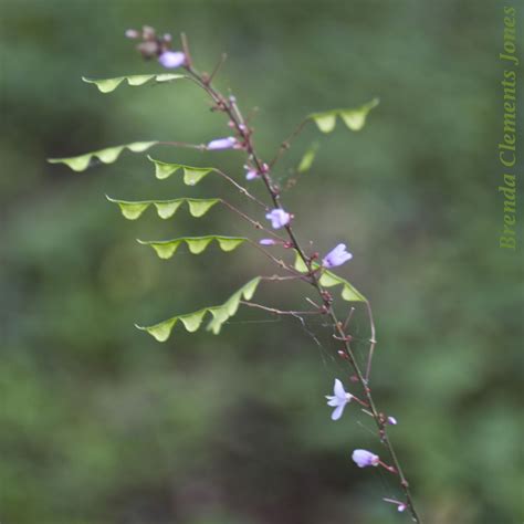 Naked Flowered Tick Trefoil