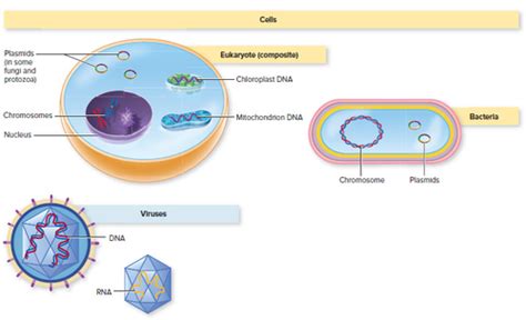 Chapter Microbial Genetics And Genetic Engineering Flashcards Quizlet