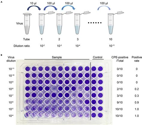 Detection Of Virus Titer By Tcid50 Assay A Illustrative Overview Of