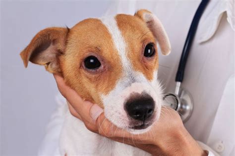 Allergie Nel Cane Come Si Riconoscono E Come Si Curano Clinica