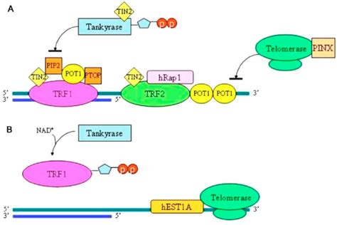 Depiction Of Telomere Binding Proteins And Proteins Affecting