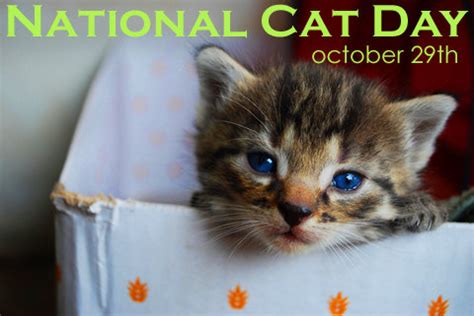 October 29 is National Cat Day - mydentistsinfo