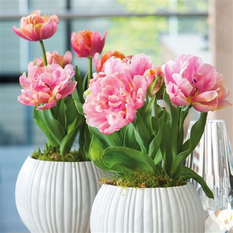 Menton Unique Tulips Order Tulip Bulbs Online Bulbs Direct Nz