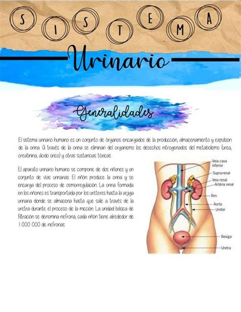 Sistema Urinario Amy Mednotes Udocz