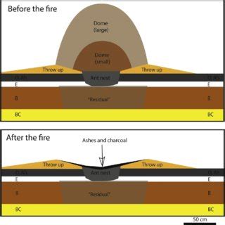 Schematic Cross Section Through A Nest Of A Species Of Red Forest Ant