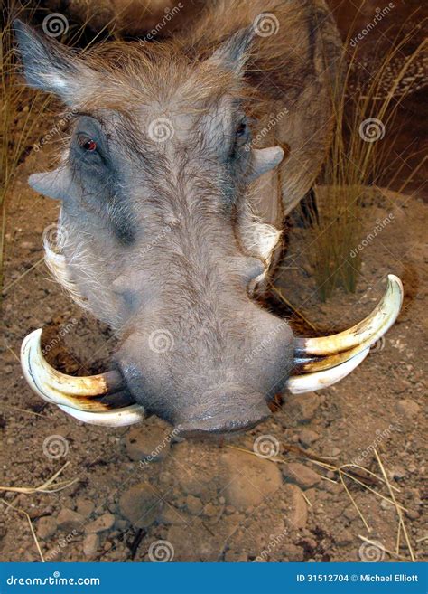 Wart Hog Stock Photo Image Of Male Mammal Curved Snout 31512704