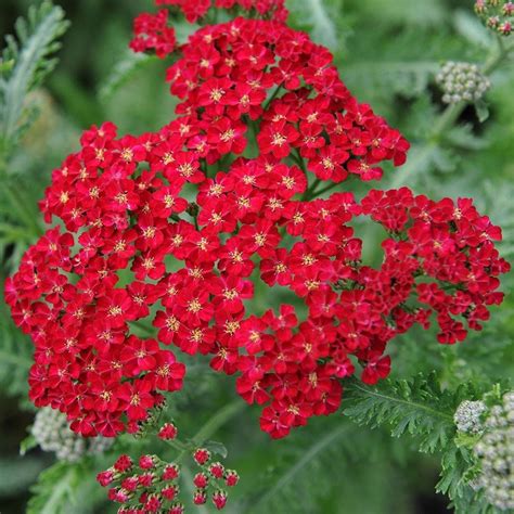 Buy Common Yarrow Achillea Millefolium Red Velvet Delivery By