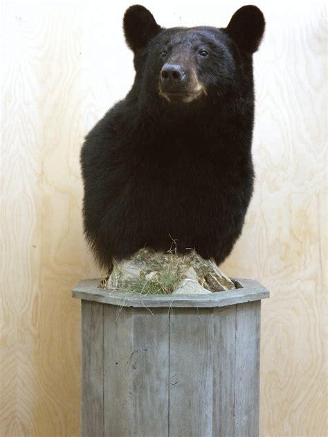 Black Bear Shoulder Pedestal Mountsbear Shoulder Mountshalf Bear