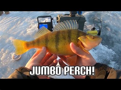 Jigging BIG SPOONS For Jumbo PERCH Out On The Ice Ice Fishing