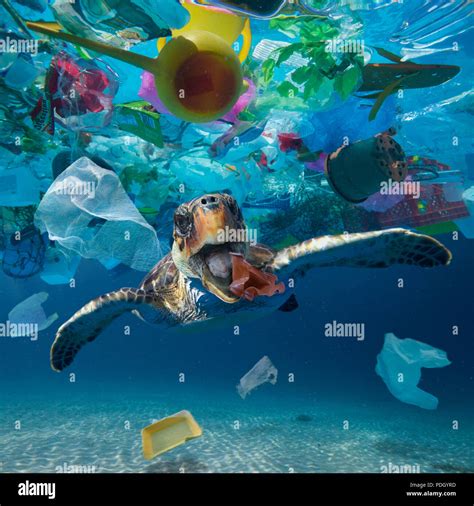 Turtle Plastic Bag High Resolution Stock Photography And Images Alamy