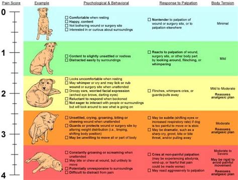 AllianceAnimalHealth.com / Pain Management | Dog behavior chart, First ...